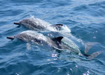 Delfín herido es rescatado