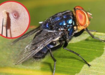 Gusano Barrenador en Guatemala