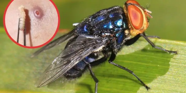 Gusano Barrenador en Guatemala